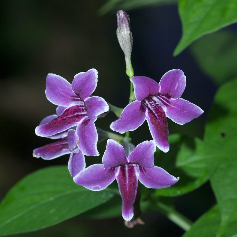 Asystasia nemorum, photographed by Franz Anthony