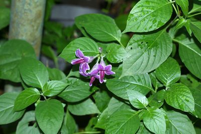 Asystasia nemorum, photographed by Franz Anthony