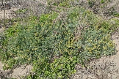 Astragalus nevinii, photographed by Casey H. Richart