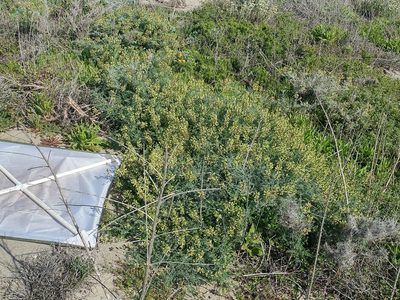 Astragalus nevinii, photographed by Casey H. Richart