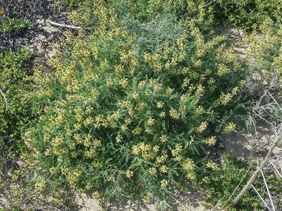 Astragalus nevinii, photographed by Casey H. Richart