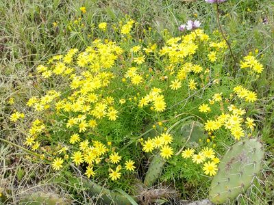 Senecio lyonii, photographed by Casey H. Richart
