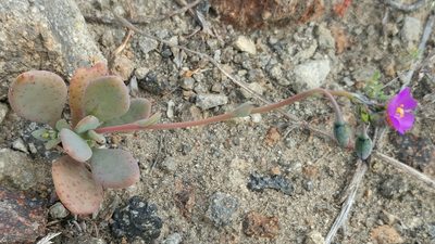 Cistanthe maritima, photographed by Casey H. Richart