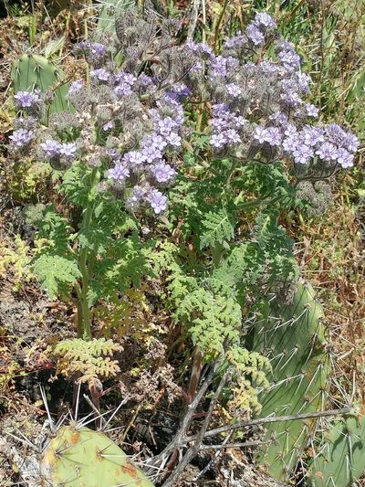 Phacelia floribunda, photographed by Casey H. Richart