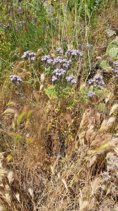 Phacelia floribunda, photographed by Casey H. Richart