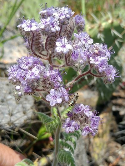 Phacelia floribunda, photographed by Casey H. Richart