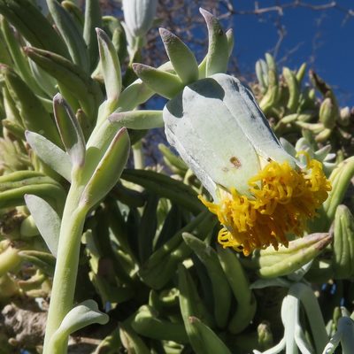Kleinia cephalophora, photographed by Kevin Murray