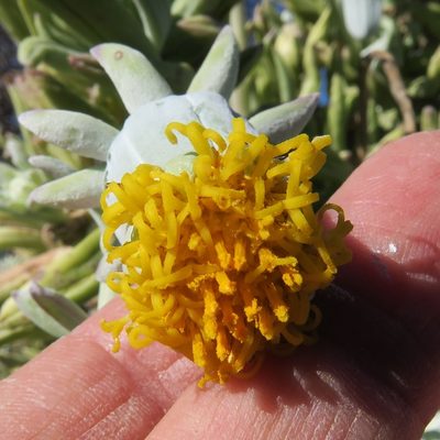Kleinia cephalophora, photographed by Kevin Murray