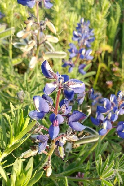Lupinus guadalupensis, photographed by Casey H. Richart