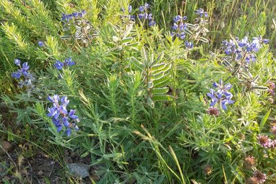 Lupinus guadalupensis, photographed by Casey H. Richart