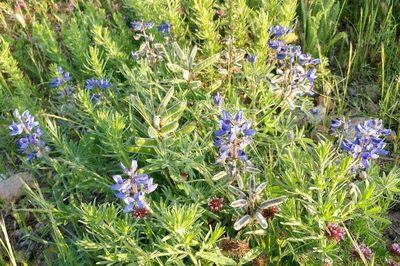 Lupinus guadalupensis, photographed by Casey H. Richart