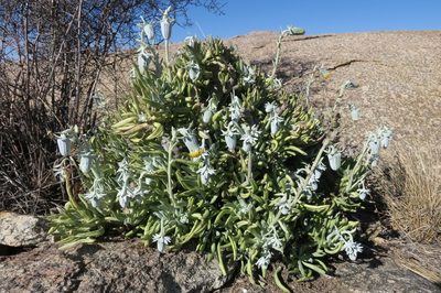 Kleinia cephalophora, photographed by Kevin Murray