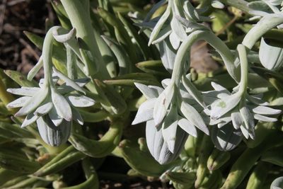 Kleinia cephalophora, photographed by Kevin Murray