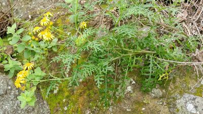 Senecio lyonii, photographed by Casey H. Richart