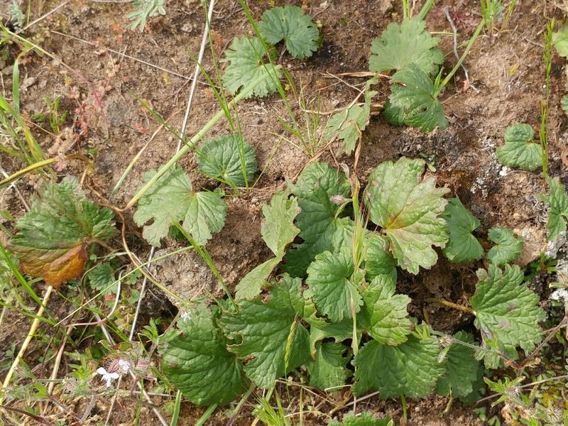 Jepsonia malvifolia, photographed by Casey H. Richart