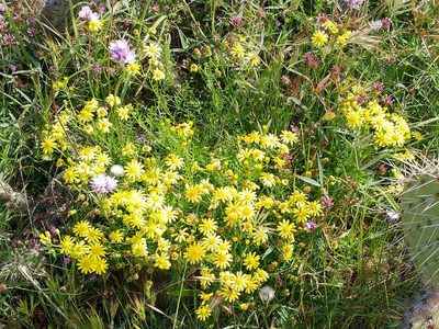 Senecio lyonii, photographed by Casey H. Richart
