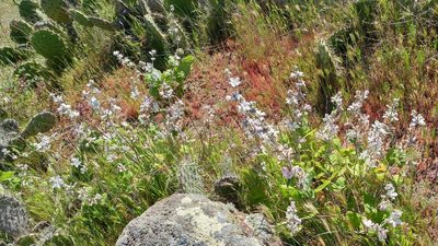 Malacothamnus clementinus, photographed by Casey H. Richart