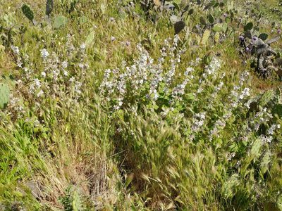Malacothamnus clementinus, photographed by Casey H. Richart