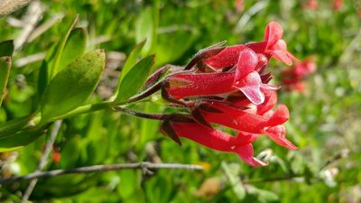 Gambelia speciosa, photographed by Casey H. Richart