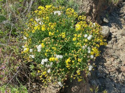 Senecio lyonii, photographed by Casey H. Richart