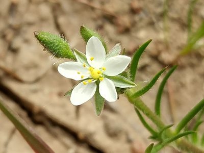 Spergularia villosa, photographed by Casey H. Richart