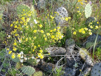 Senecio lyonii, photographed by Casey H. Richart