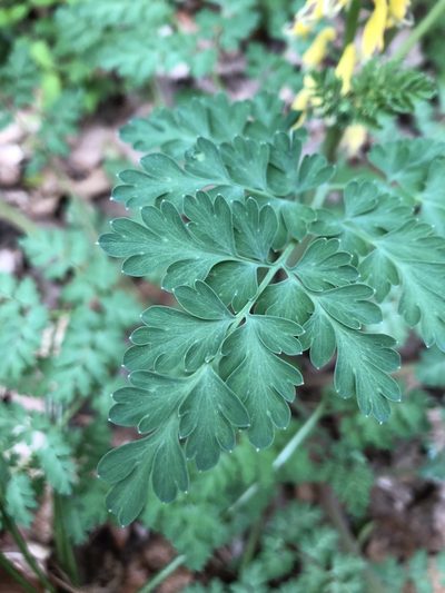 Corydalis heterocarpa, photographed by ch3chia