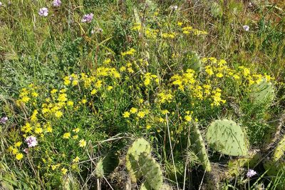 Senecio lyonii, photographed by Casey H. Richart