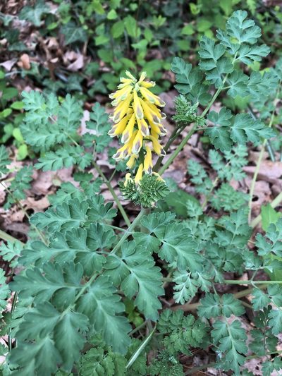 Corydalis heterocarpa, photographed by ch3chia