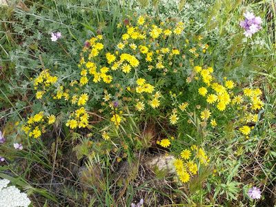 Senecio lyonii, photographed by Casey H. Richart