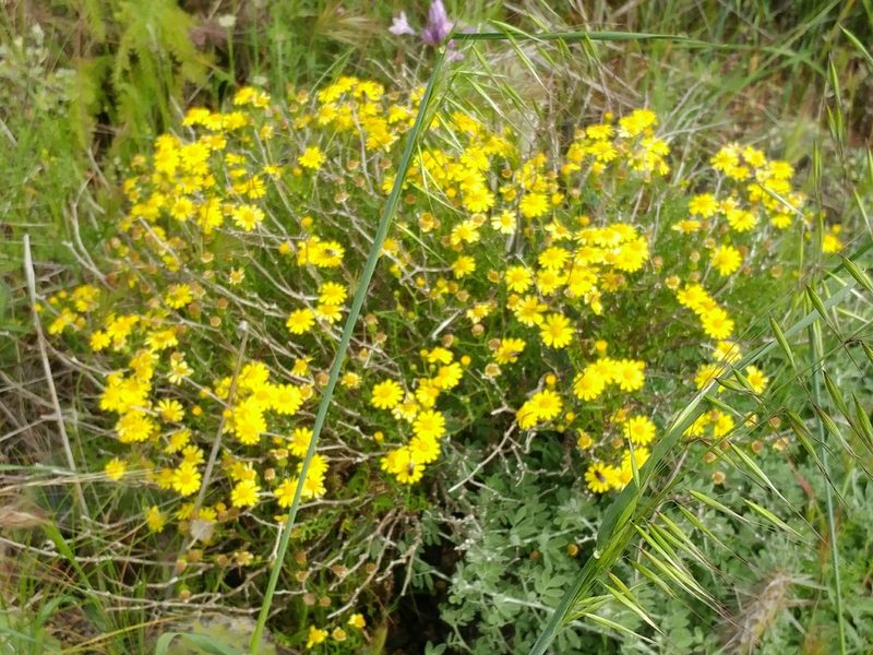 Senecio lyonii, photographed by Casey H. Richart