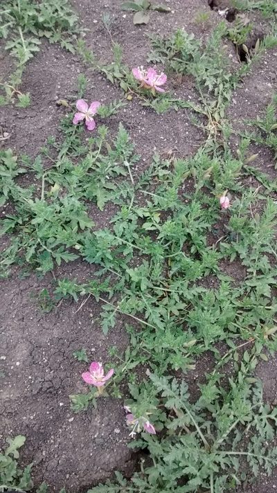 Oenothera canescens, photographed by Jennifer Siegmann