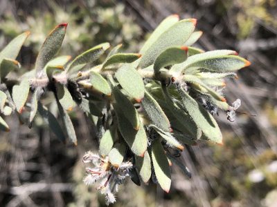 Leucospermum wittebergense, photographed by Dave U