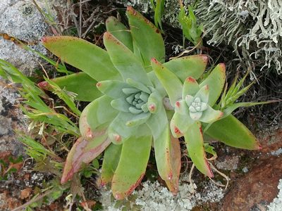 Dudleya virens, photographed by Casey H. Richart