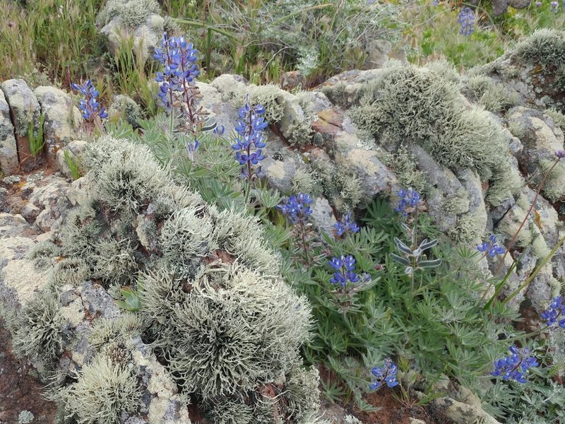Lupinus guadalupensis, photographed by Casey H. Richart