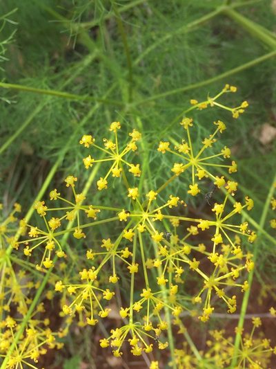 Ridolfia segetum, photographed by Andre Hosper