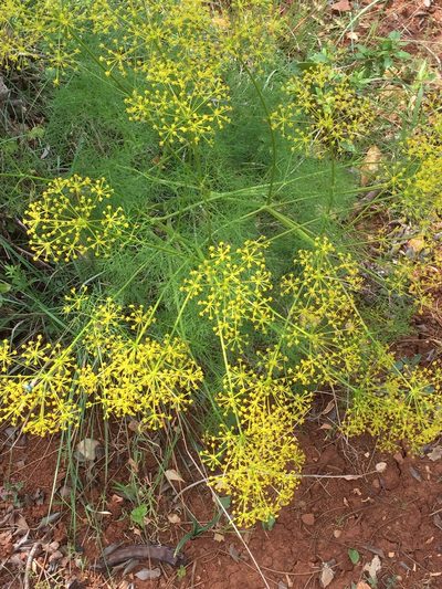 Ridolfia segetum, photographed by Andre Hosper