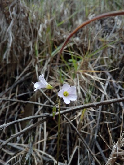 Oxalis cuatrecasasii, photographed by Andrés Ramírez-Barrera
