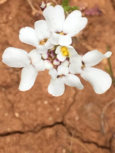 Iberis pectinata, photographed by Andre Hosper
