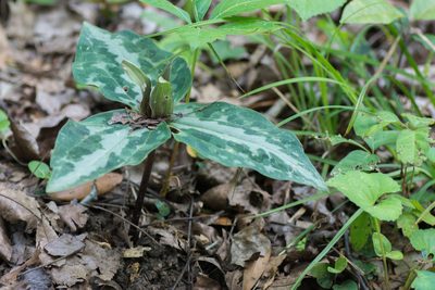 Trillium underwoodii, photographed by Dr. Andrew G. Cannizzaro