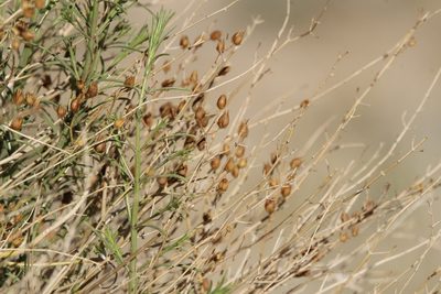 Penstemon thurberi, photographed by Isaac Krone