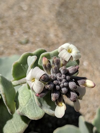 Dithyrea maritima, photographed by Alex Heyman