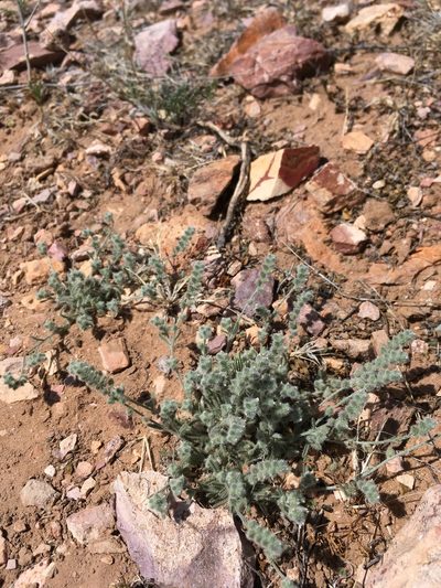 Johnstonella pusilla, photographed by Cecelia Alexander