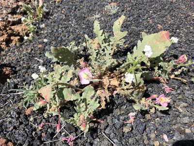 Oenothera wigginsii, photographed by Kristen Francis