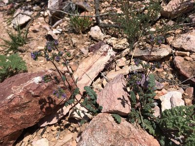 Phacelia coerulea, photographed by Cecelia Alexander