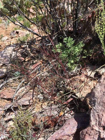 Eremothera chamaenerioides, photographed by Cecelia Alexander