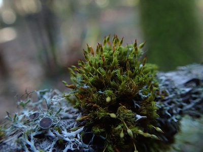 Orthotrichum consimile, photographed by Randal