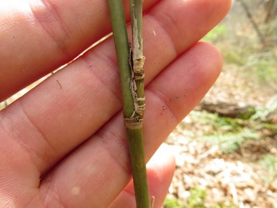 Arundinaria appalachiana, photographed by Evan M. Raskin
