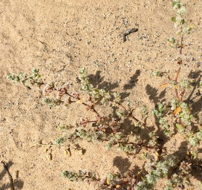 Achyronychia cooperi, photographed by Jesse Rorabaugh