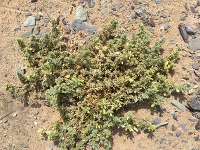 Achyronychia cooperi, photographed by Jesse Rorabaugh